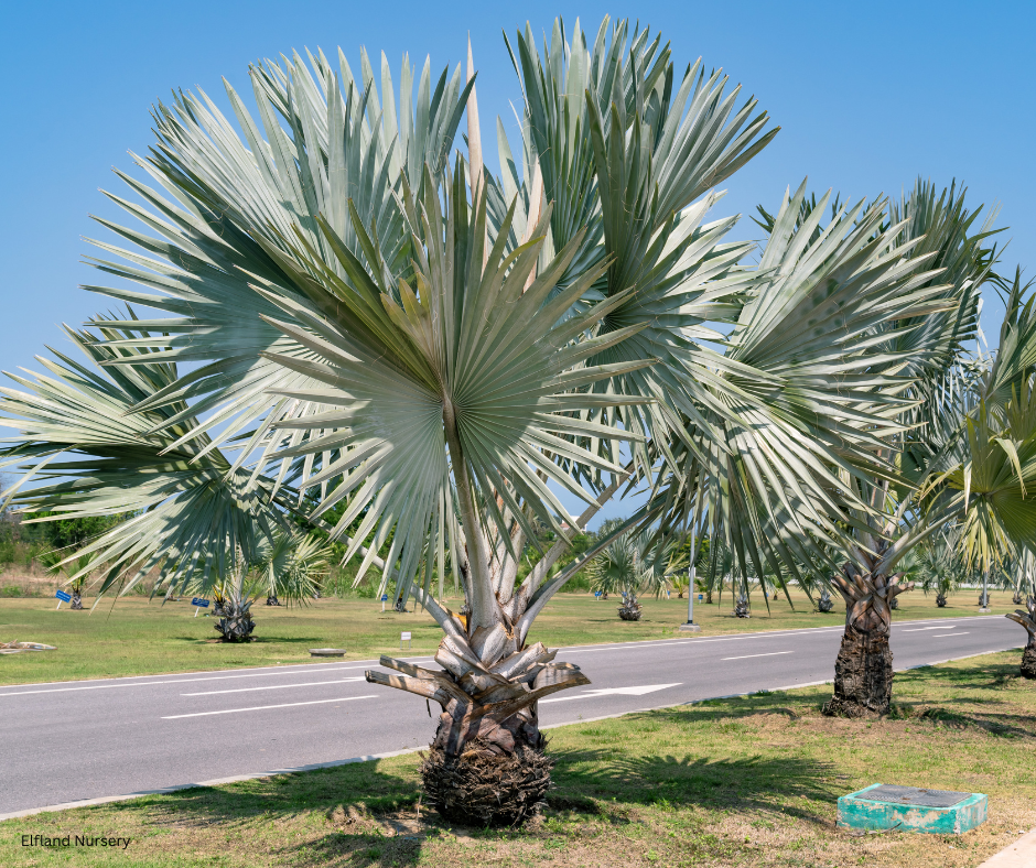 Palm Seed Variety Pack – 5 Varieties, 230 Seeds