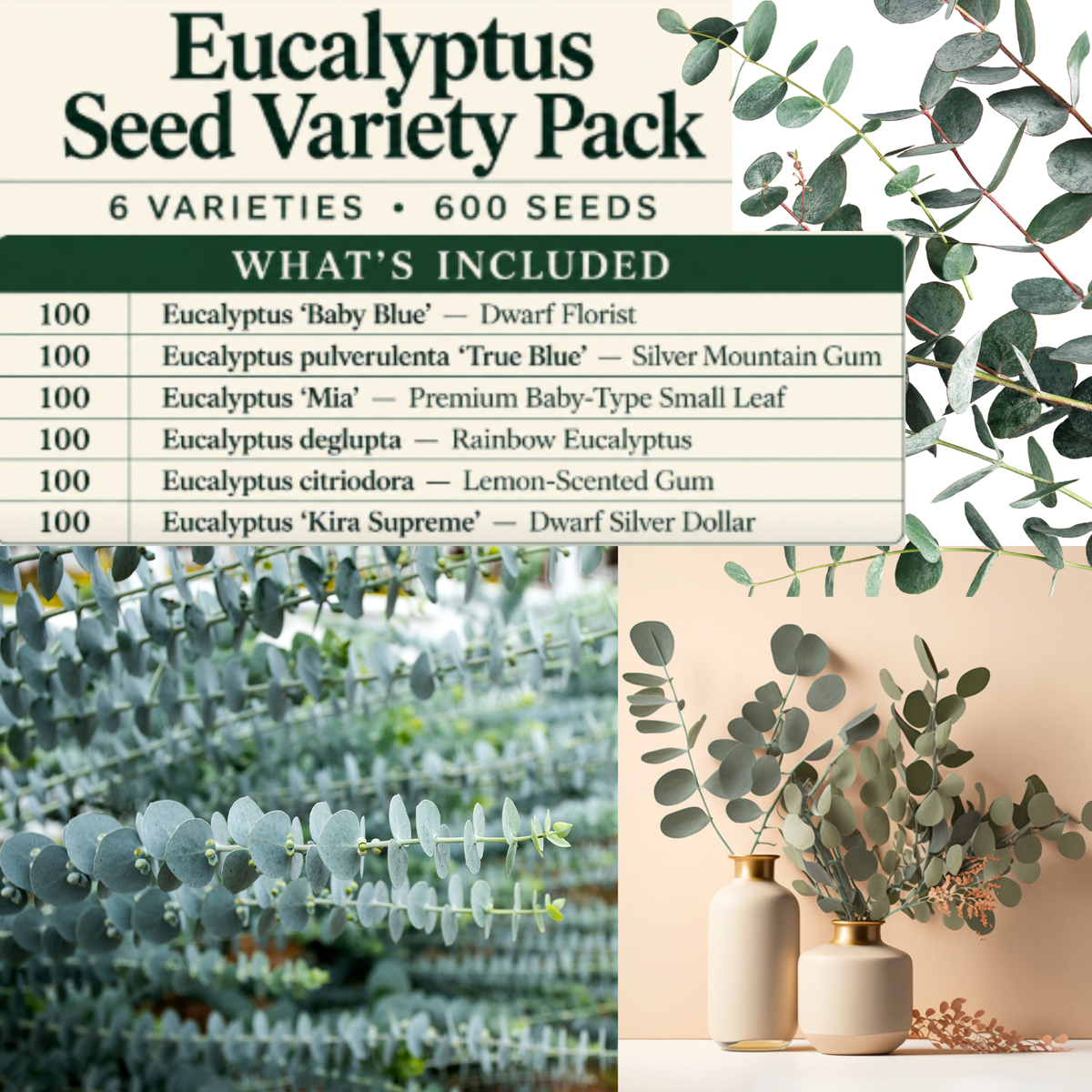 Eucalyptus Seed Variety Pack – 6 Varieties, 600 Seeds