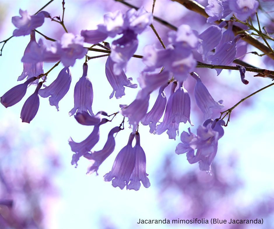 Jacaranda mimosifolia (Blue Jacaranda) - 1,000 Seeds - Bulk