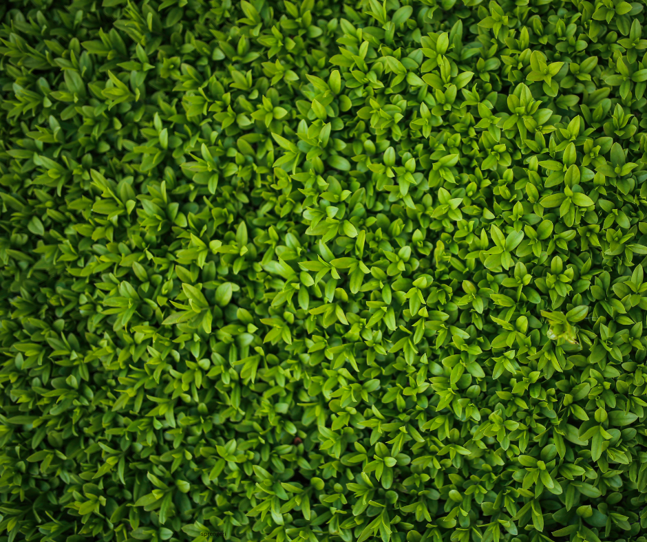 Ligustrum texanum (Texas Privet) - 1,000 Seeds - Bulk
