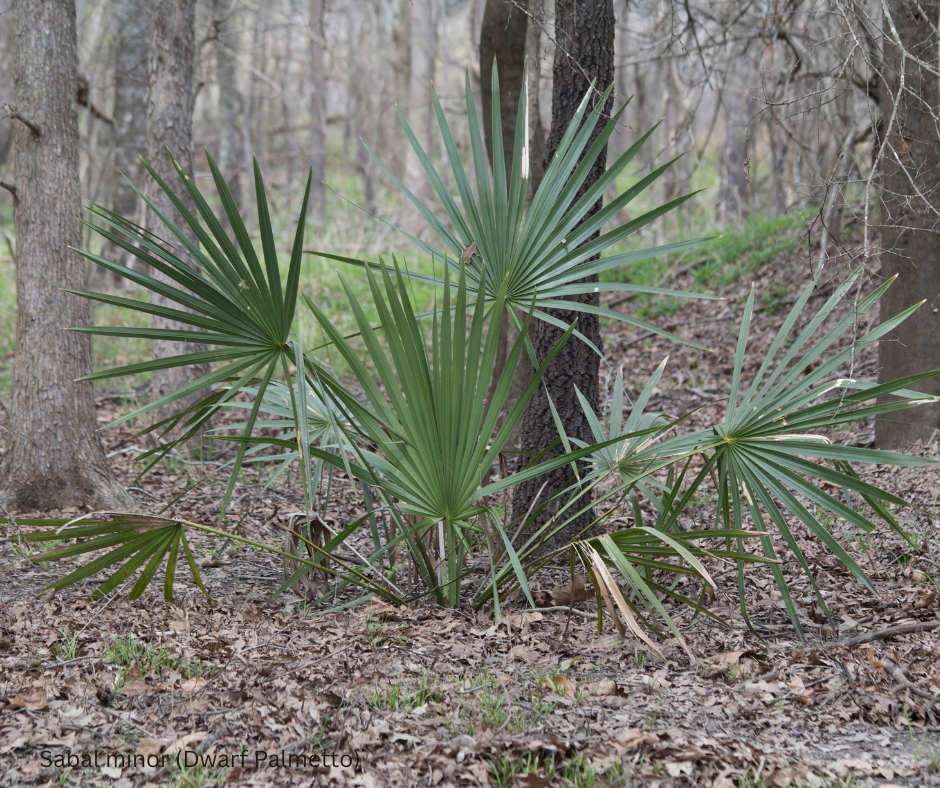 Sabal minor (Dwarf Palmetto) - 1,000 Seeds - Bulk