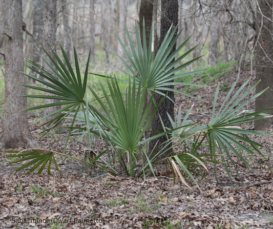 Sabal minor (Dwarf Palmetto) - 1,000 Seeds - Bulk
