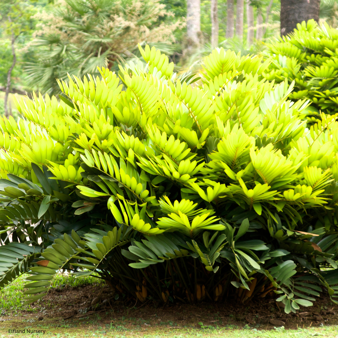 Zamia furfuracea (Cardboard Palm, Cardboard Cycad) - 1000 Seeds - Bulk