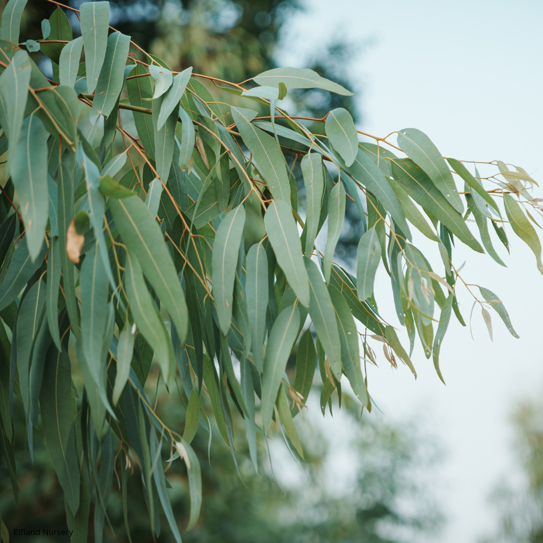 Eucalyptus citriodora (Lemon-scented Gum) - 1,000 Seeds - Bulk