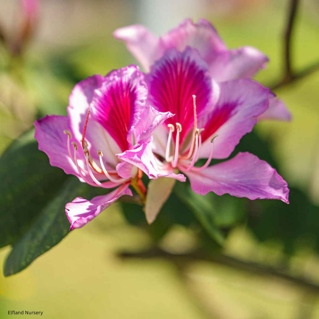 Bauhinia purpurea (Purple Orchid Tree) - 1000 Seeds - Bulk