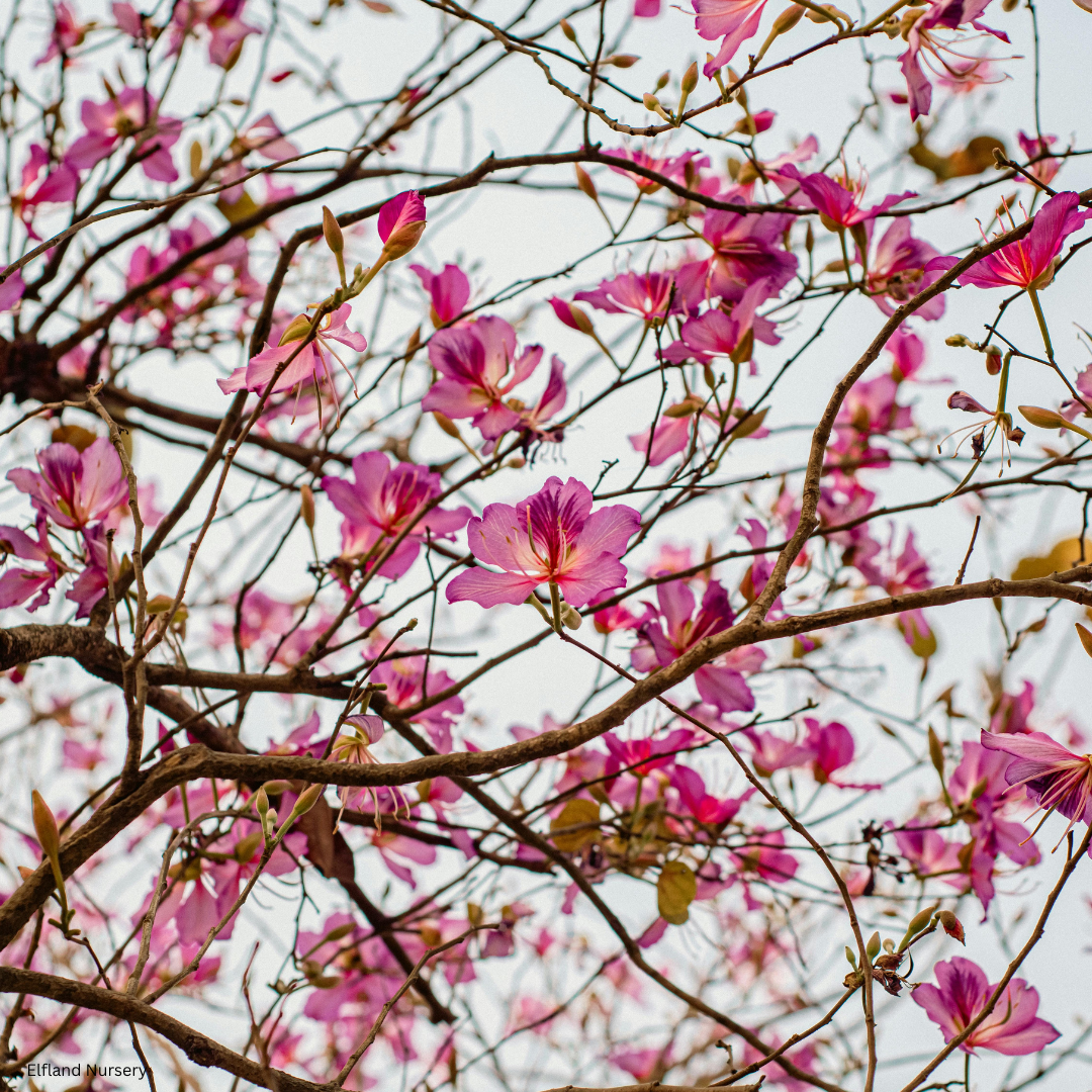 Bauhinia purpurea (Purple Orchid Tree) - 1000 Seeds - Bulk