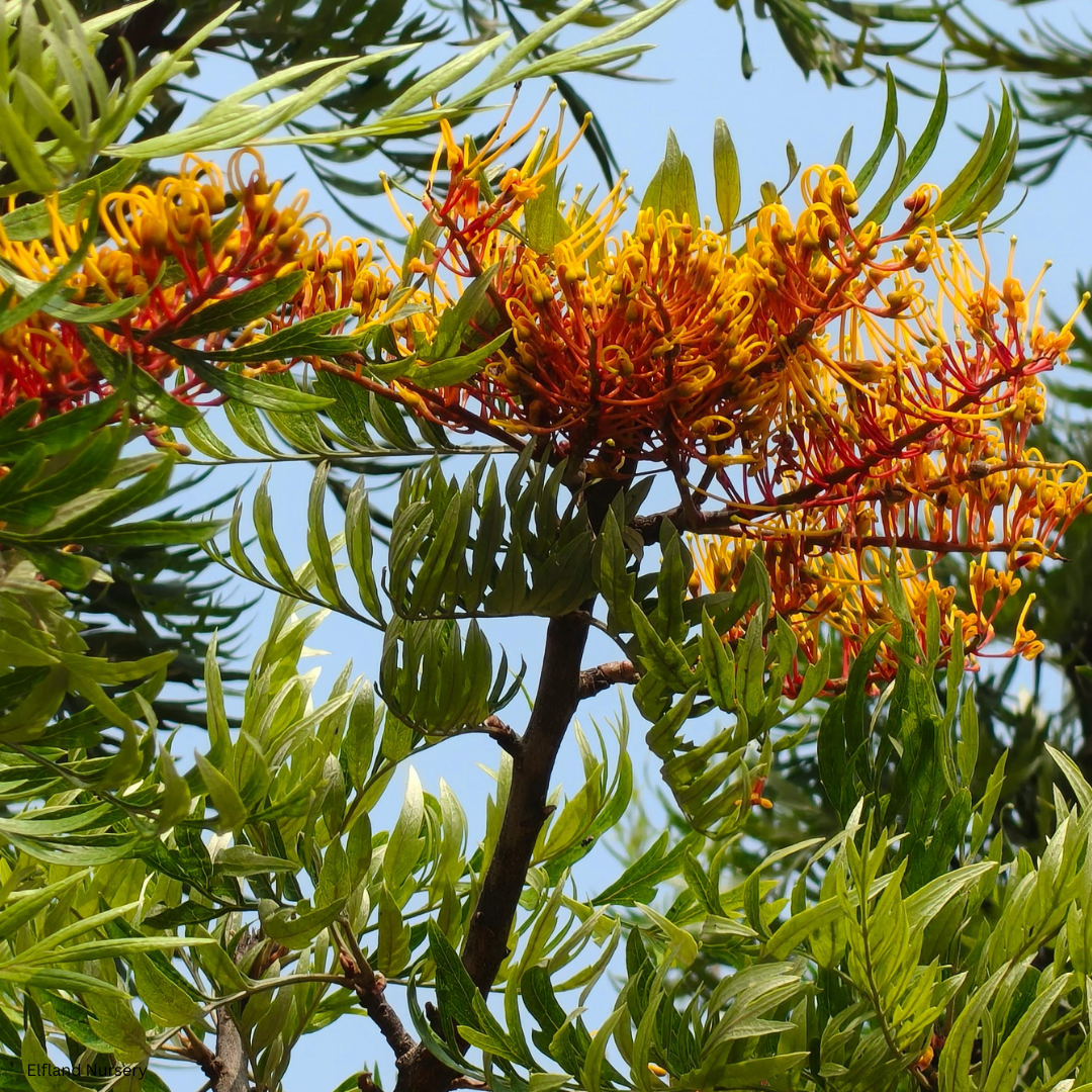 Grevillea robusta (Silk Oak, Silver Oak) - 1000 Seeds - Bulk
