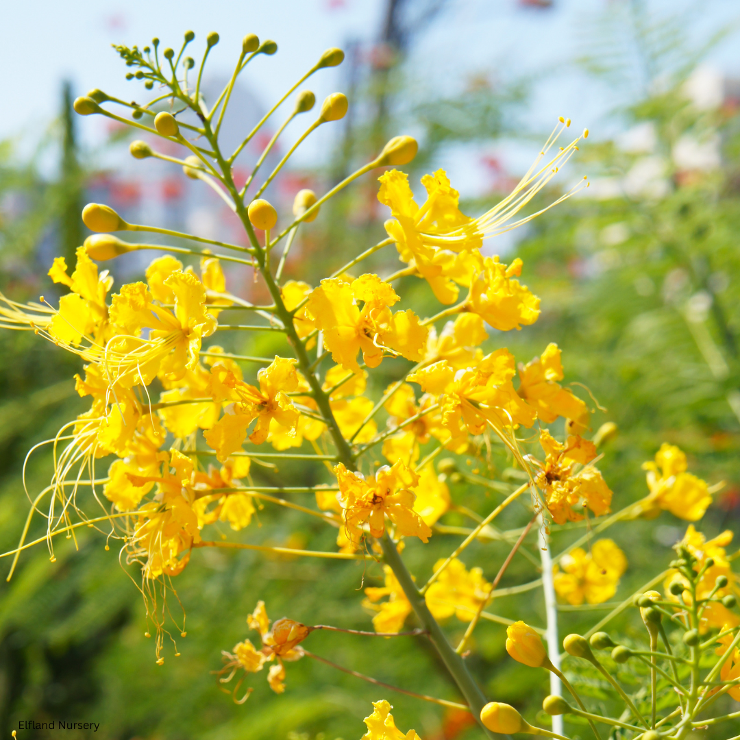 Caesalpinia pulcherrima Yellow  (Mexican Bird of Paradise) - 1000 Seeds - Bulk