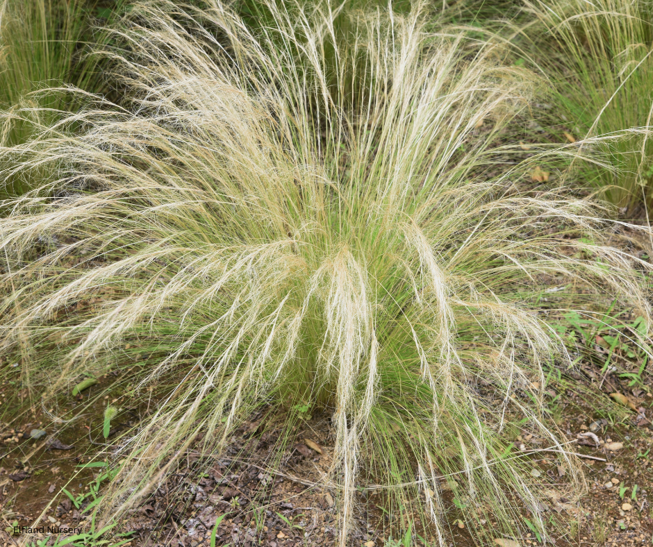 Mexican Feather Grass (Stipa tenuissima / Nassella tenuissima) - 1000 Seeds - Bulk