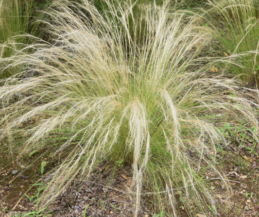 Mexican Feather Grass (Stipa tenuissima / Nassella tenuissima) - 1000 Seeds - Bulk