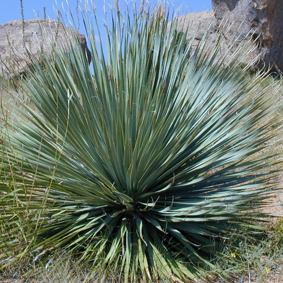 Yucca whipplei (Hesperoyucca whipplei, Our Lord’s Candle) - 1000 Seeds - Bulk