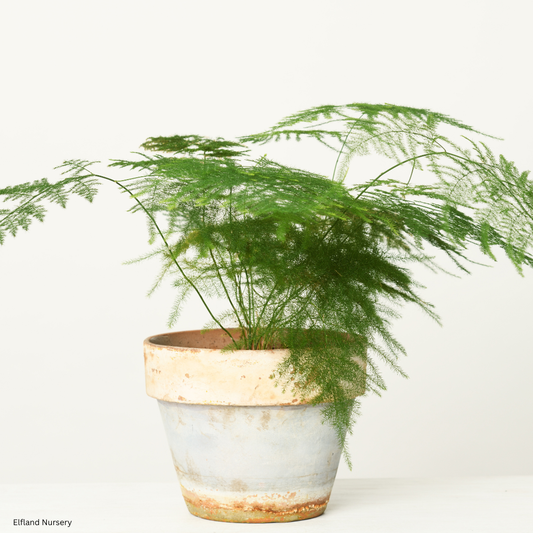 Asparagus plumosus ‘Nana’ (Dwarf Asparagus Fern) - 1,000 Seeds -  Bulk