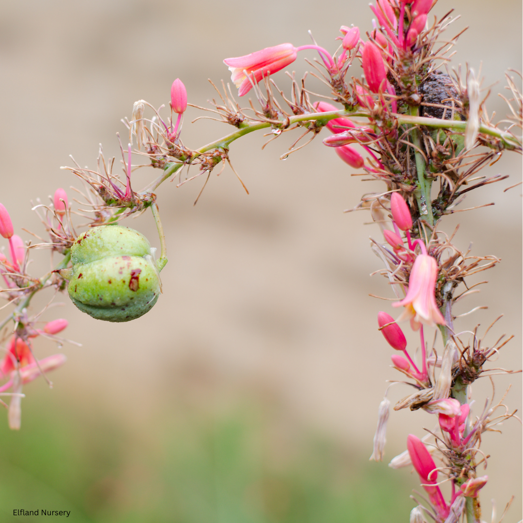 Hesperaloe parviflora (Red Yucca) - 1,000 Seeds -  Bulk
