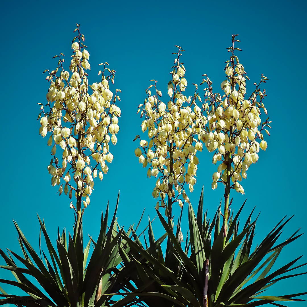 Yucca whipplei (Hesperoyucca whipplei, Our Lord’s Candle) - 1000 Seeds - Bulk