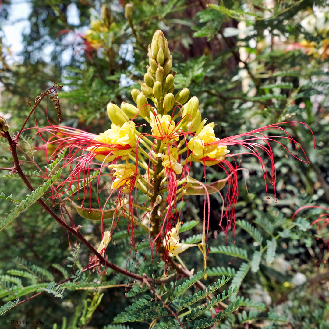 Caesalpinia gilliesii (Yellow Desert Bird of Paradise) - 1000 Seeds - Bulk