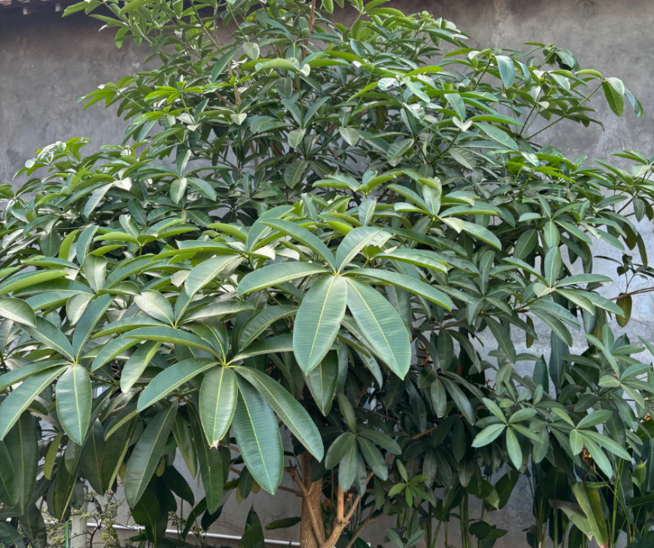 Schefflera arboricola (Dwarf Umbrella Tree) - 1,000 Seeds - Bulk