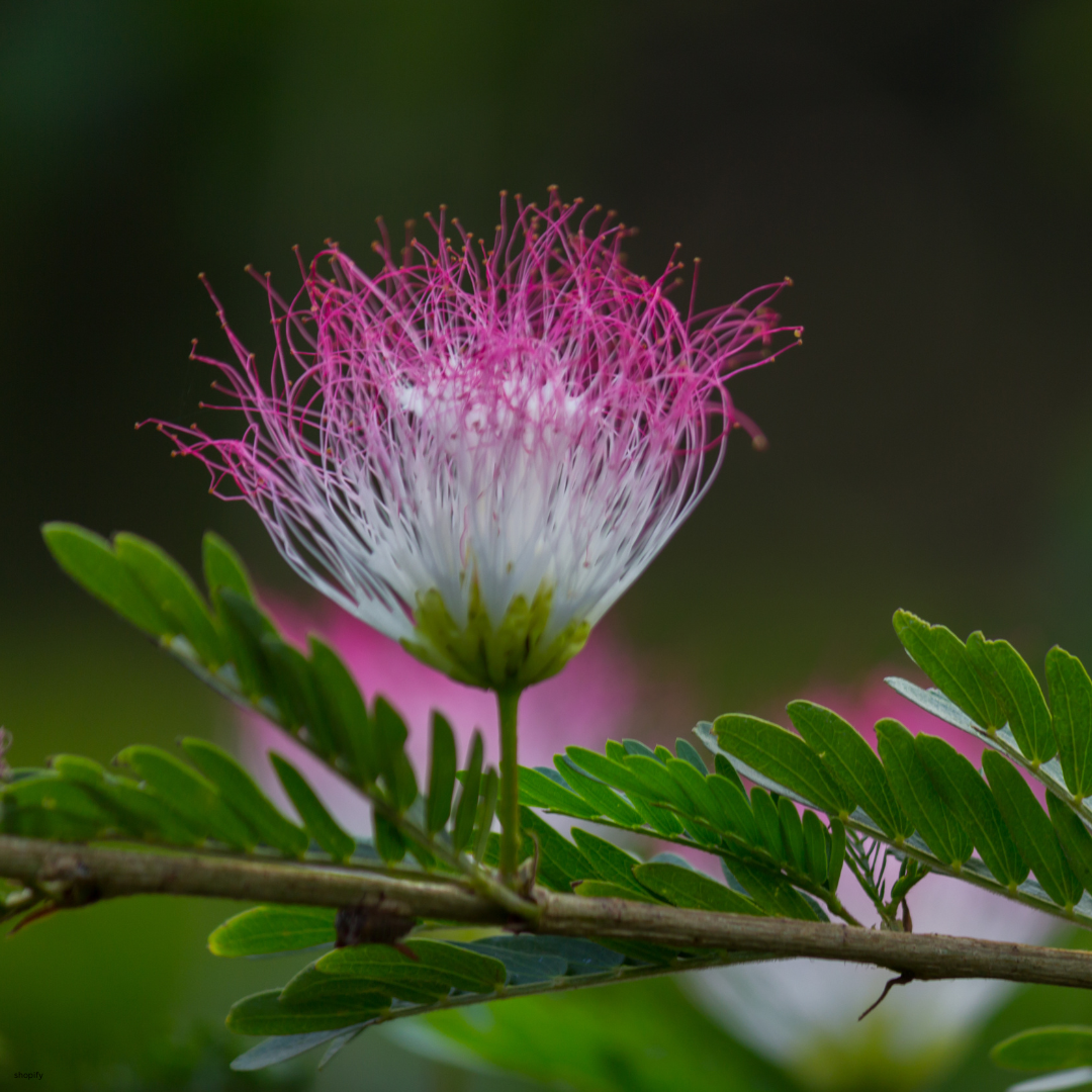 Albizia julibrissin (Mimosa Tree, Persian Silk Tree) - 1000 Seeds - Bulk