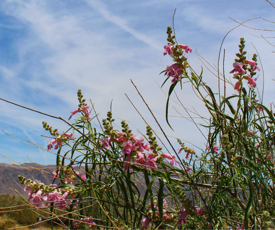 Chilopsis linearis (Desert Willow) - 1000 Seeds - Bulk