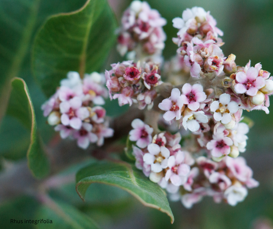 Rhus integrifolia (Lemonade Berry) - 1,000 Seeds -  Bulk