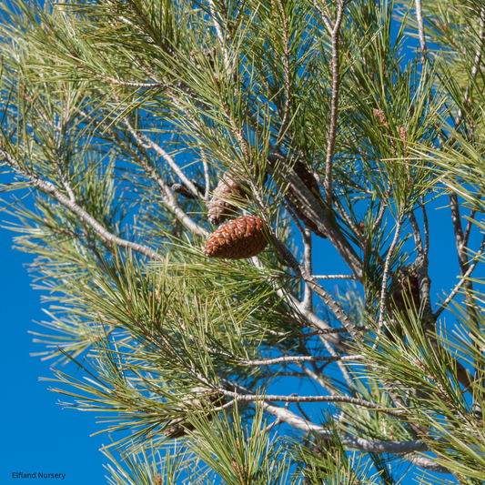 Pinus halepensis (Aleppo Pine) - 1000 Seeds - Bulk