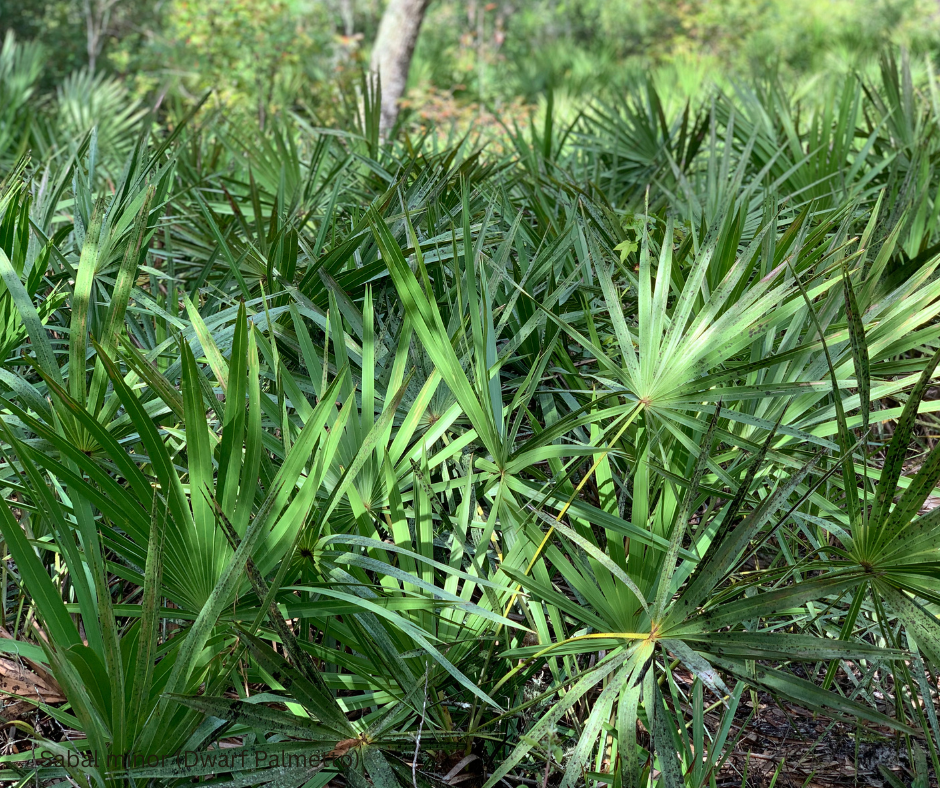 Sabal minor (Dwarf Palmetto) - 1,000 Seeds - Bulk