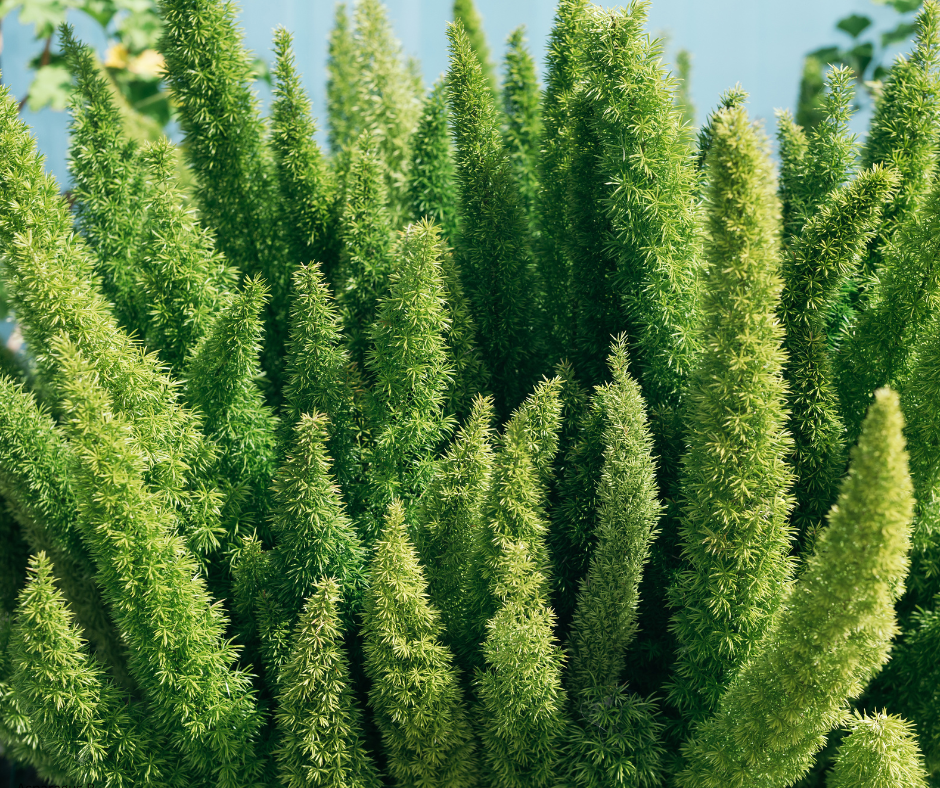 Asparagus meyeri (Foxtail Fern) - 1,000 Seeds - Bulk