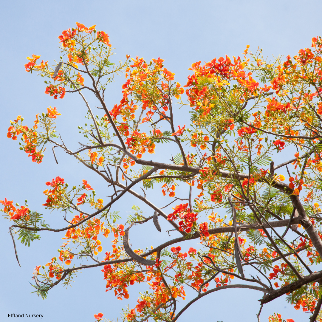 Caesalpinia pulcherrima (red bird of paradise) - 1000 Seeds - 2026 Harvest Pre-Order
