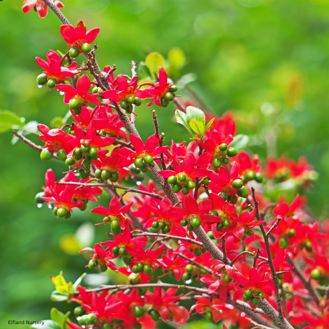 Ochna serrulata (Mickey Mouse Plant) - 100 Seeds - Bulk