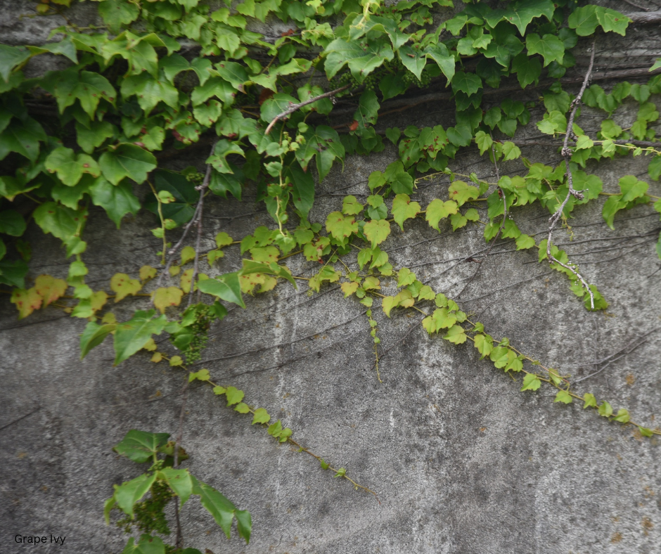 Cissus rhombifolia (Grape Ivy) - 1,000 Seeds - Bulk