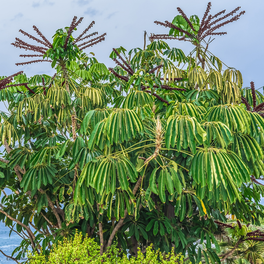 Tupidanthus calyptratus (Schefflera pueckleri, Finger Leaf Umbrella Tree ) - 1000 Seeds - Bulk