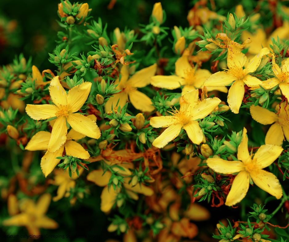 Hypericum calycinum (Creeping St. John’s Wort) - 1,000 Seeds - Bulk