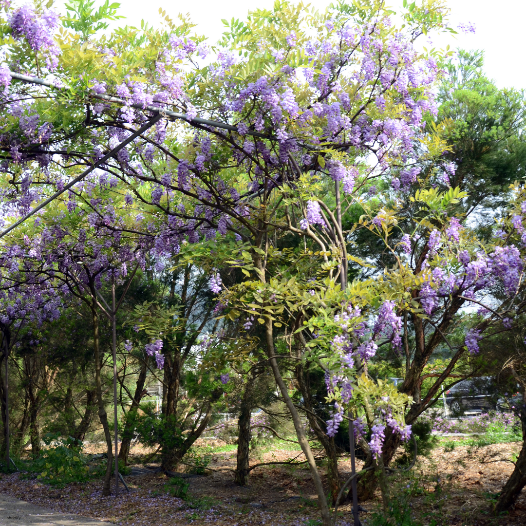 Wisteria sinensis (Chinese Wisteria) - 1000 Seeds - Bulk