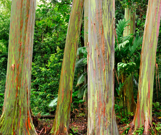 Eucalyptus deglupta (Rainbow Eucalyptus)  - 1,000 Seeds - Bulk