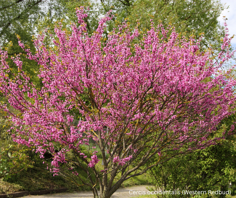 Cercis occidentalis (Western Redbud) - 1,000 Seeds - Bulk