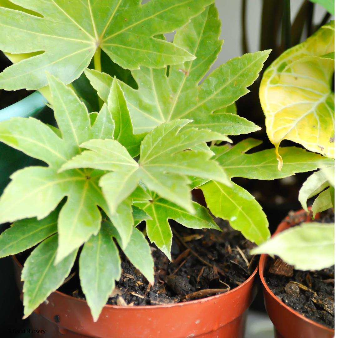 Fatsia japonica (Japanese Aralia) - 1,000 Seeds - Bulk
