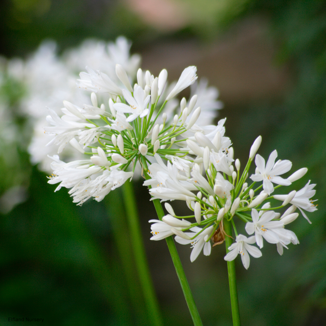 Agapanthus 'Getty White' (White Lily of the Nile) - 1000 Seeds - Bulk
