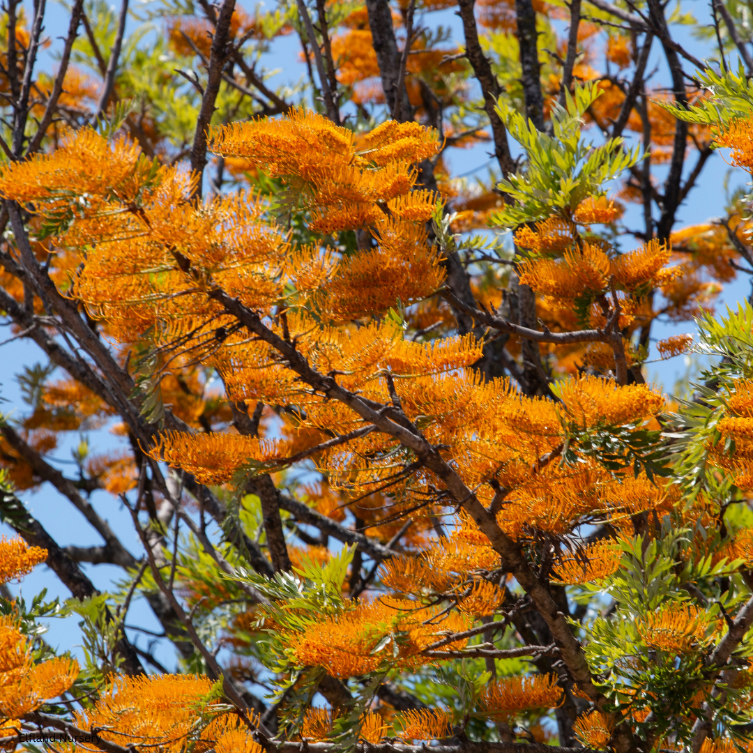 Grevillea robusta (Silk Oak, Silver Oak) - 1000 Seeds - Bulk
