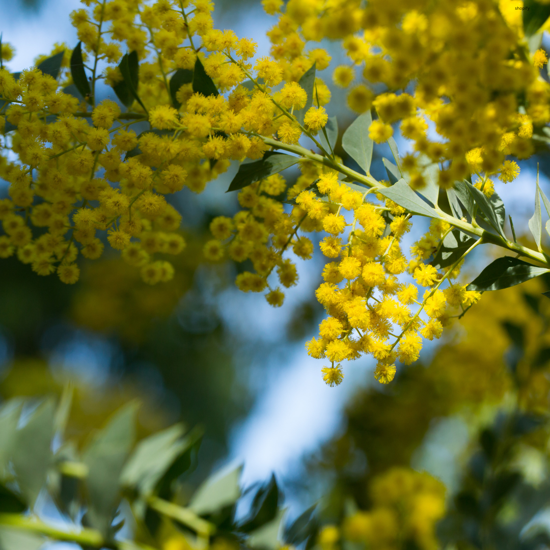 Acacia cultriformis (Knit-leaf Wattle, Valle Verde) - 1000 Seeds - Bulk