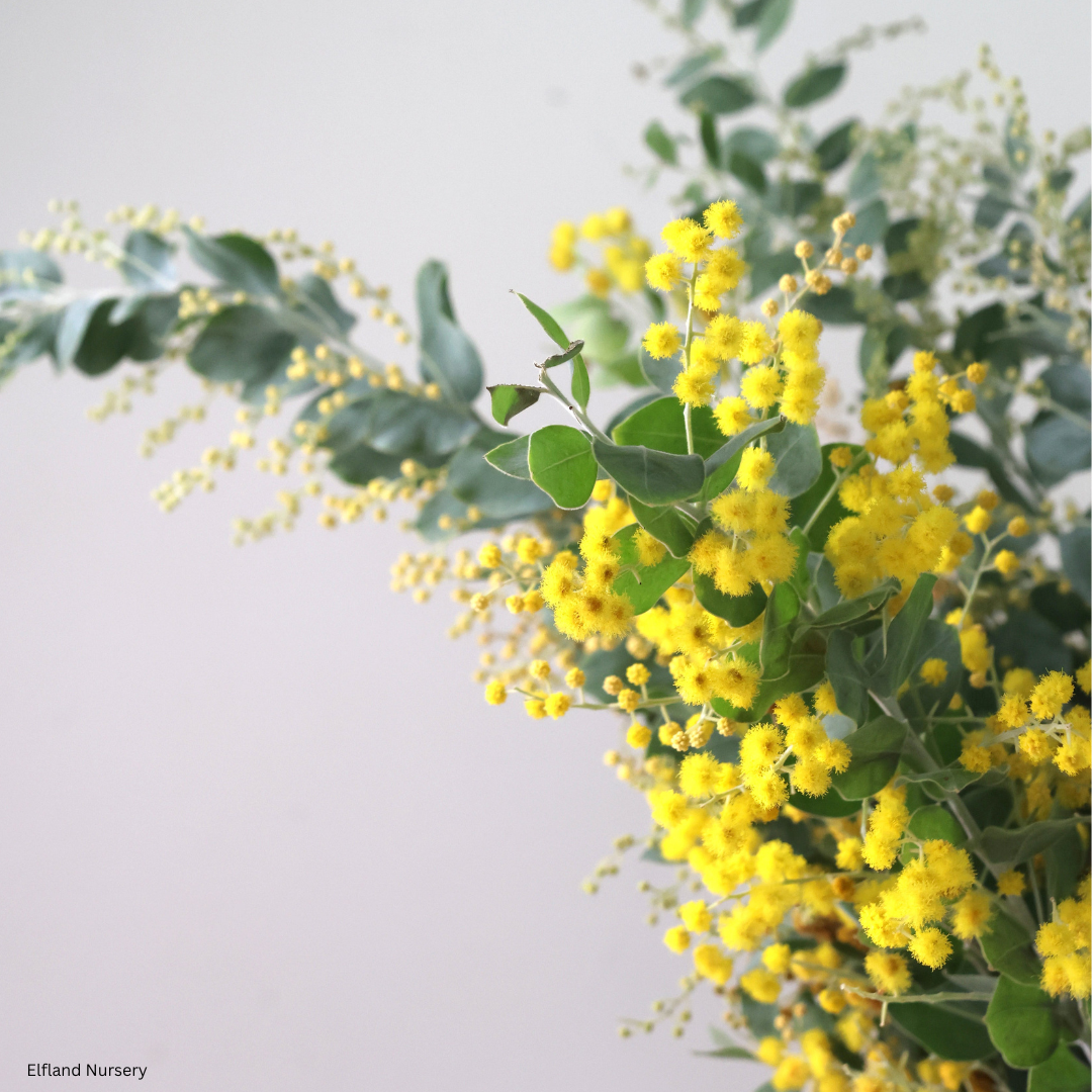 Acacia cultriformis (Knit-leaf Wattle, Valle Verde) - 1000 Seeds - Bulk