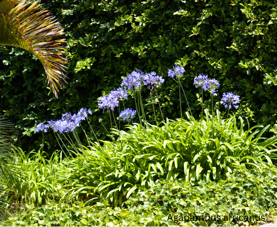 Agapanthus africanus (Blue African Lily) - 1,000 Seeds - Bulk