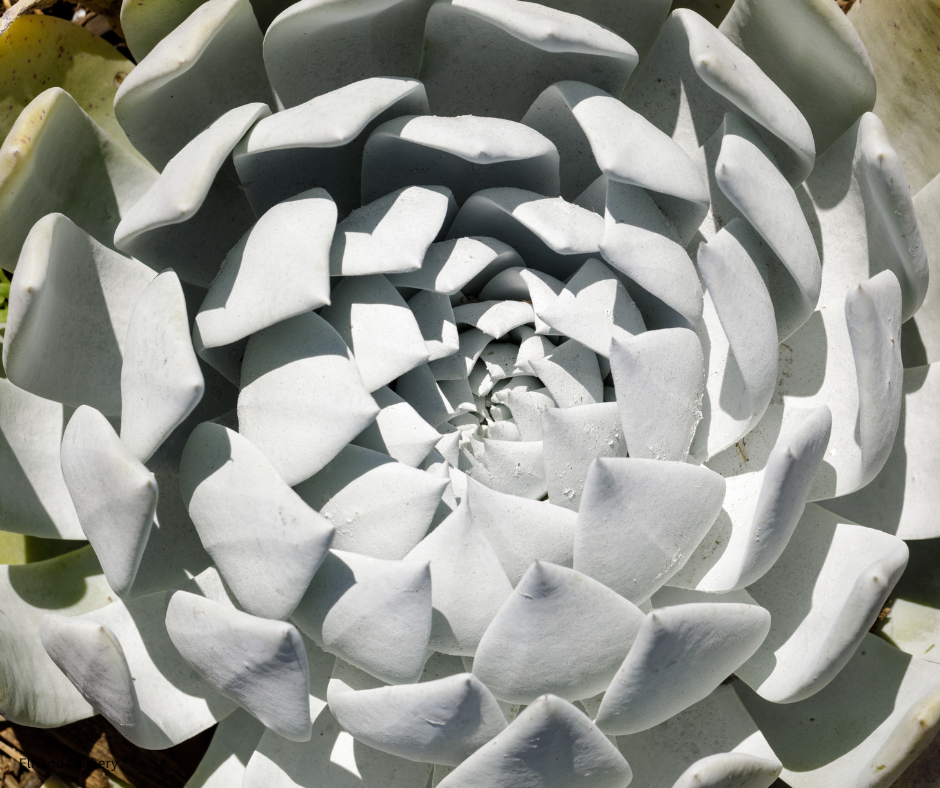 Dudleya brittonii (Giant Chalk Dudleya) - 1000 Seeds - Bulk