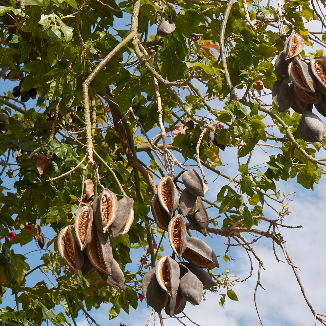 Brachychiton acerifolius (Flame Bottletree)  - 1000 Seeds - Bulk