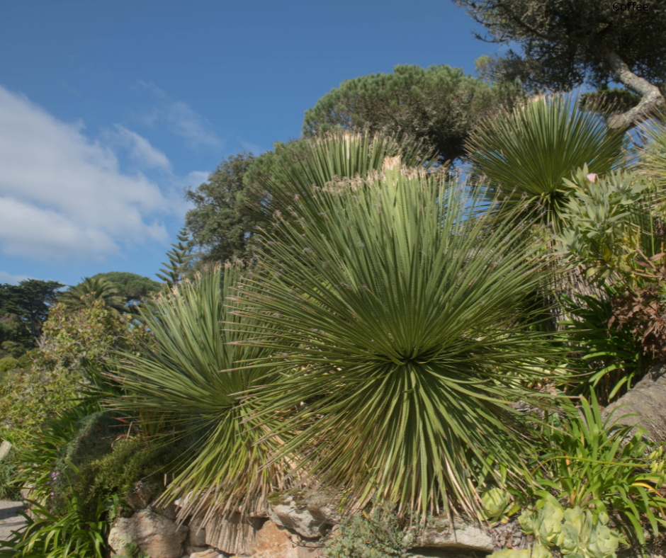 Dasylirion longissimum (Mexican Grass Tree) - 1,000 Seeds - Bulk