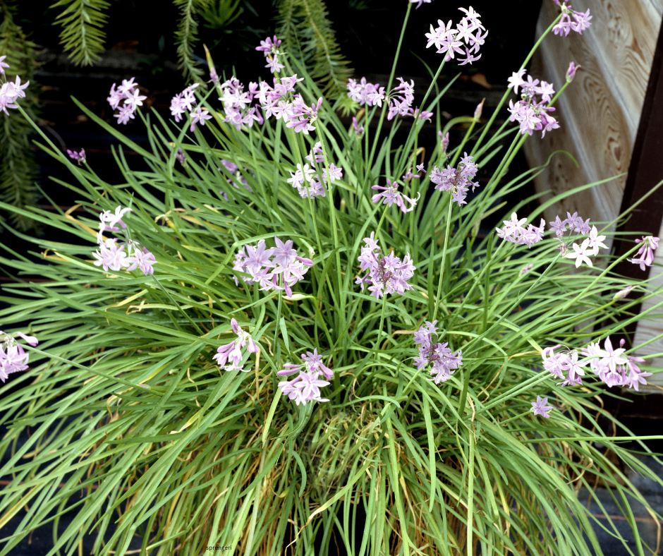 Tulbaghia violacea (Society Garlic) - 1,000 Seeds - Bulk