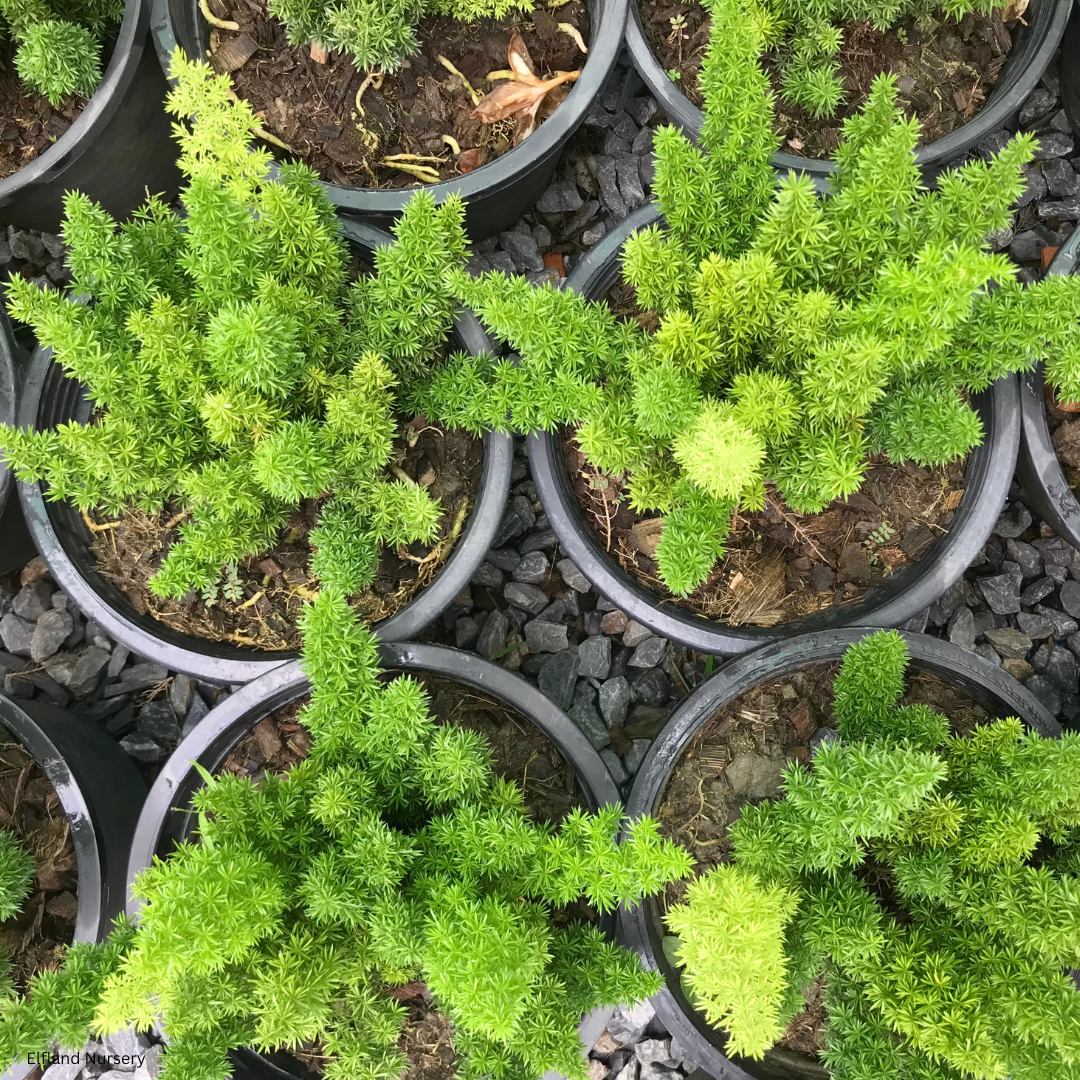 Asparagus meyeri (Foxtail Fern) - 1,000 Seeds - Bulk