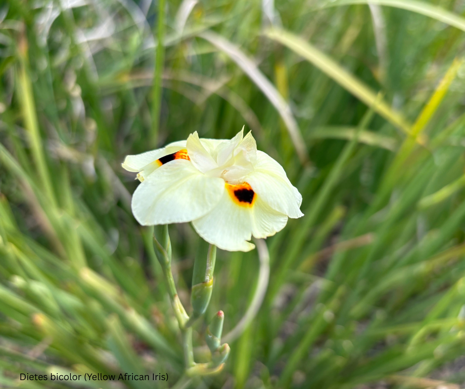 Dietes bicolor (Yellow African Iris) - 1,000 Seeds -  Bulk