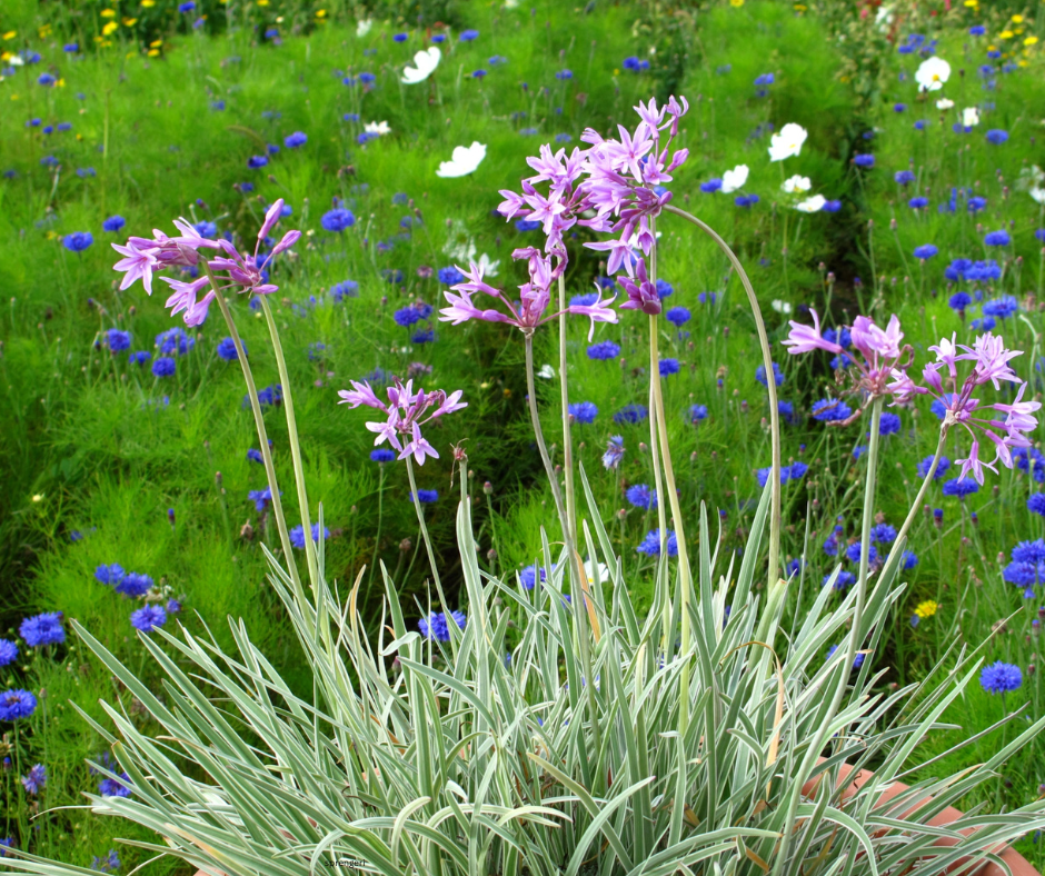 Tulbaghia violacea (Society Garlic) - 1,000 Seeds - Bulk