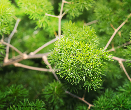 Asparagus retrofractus (Ming Fern) - 1,000 Seeds - Bulk