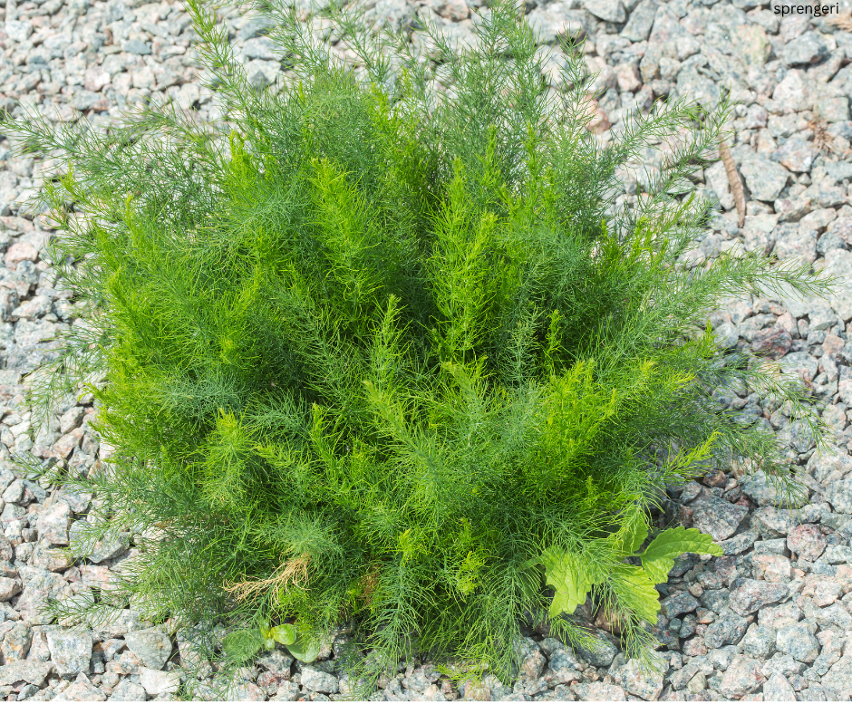 Asparagus sprengeri (Sprenger’s Asparagus Fern) - 1,000 Seeds - Wholesale Bulk
