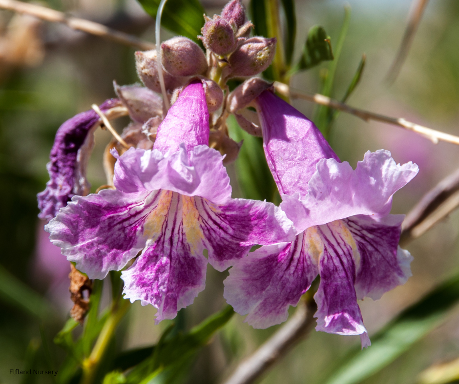 Chilopsis linearis (Desert Willow) - 1000 Seeds - Bulk